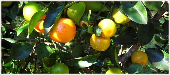 Organic Fruit